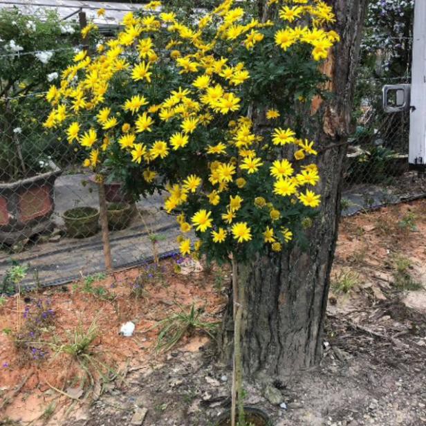 [ XẢ - CẮT LỖ] Hoa cúc thân gỗ