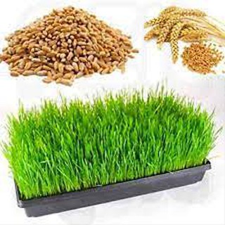 1 kg Hạt Giống Mầm Lúa Mạch - Cỏ Lúa Mỳ