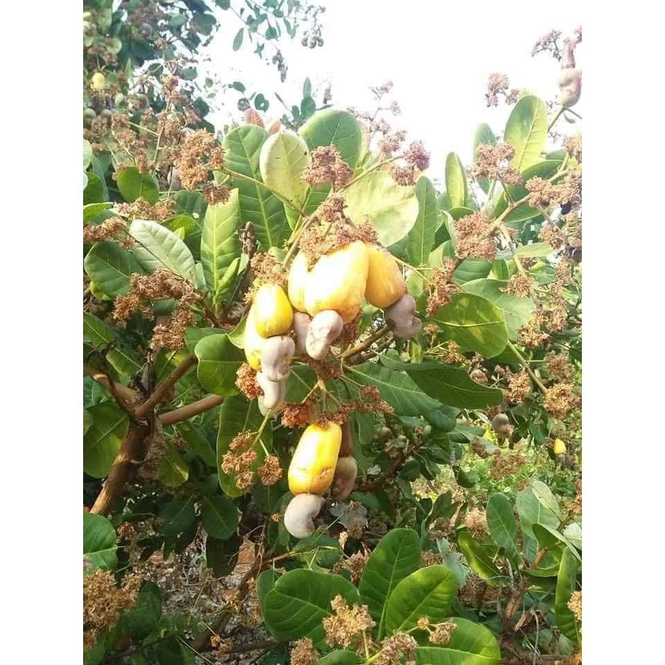 Hạt điều 500g, ngọt, giòn, thơm, không chất bảo quản, không chất điều vị, hàng Việt nam | BigBuy360 - bigbuy360.vn