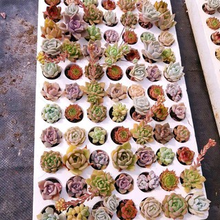  Combo 16 cây sen đá vỉ vip mix các loại  size mini COCO FOREST  dễ trồng đã thuần khí hậu 