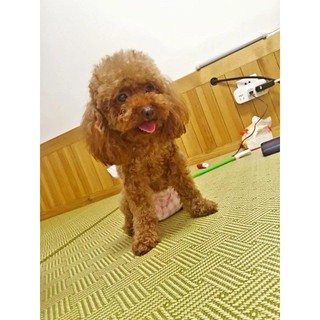 Bỉm (tã lót) cho các Boss
