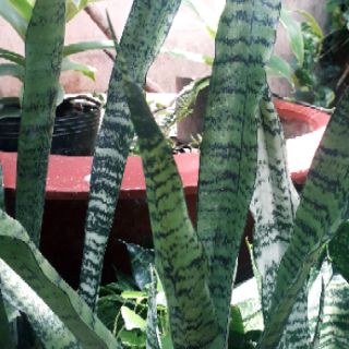 Cây lưỡi hổ cao sọc xanh