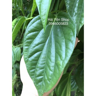 100g Lá Trầu Tươi đặt hàng mới hái