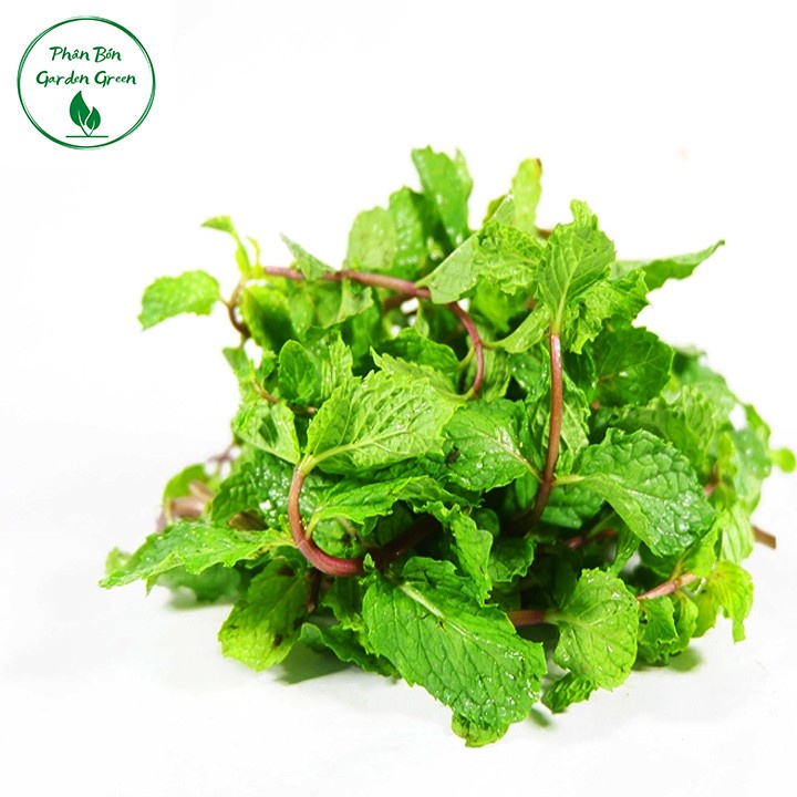 Hạt giống rau thơm - dễ trồng, ít sâu bệnh - rau sam, húng quế, ớt, hành lá, é trắng, ngò gai, húng lủi, tía tô, cần tây