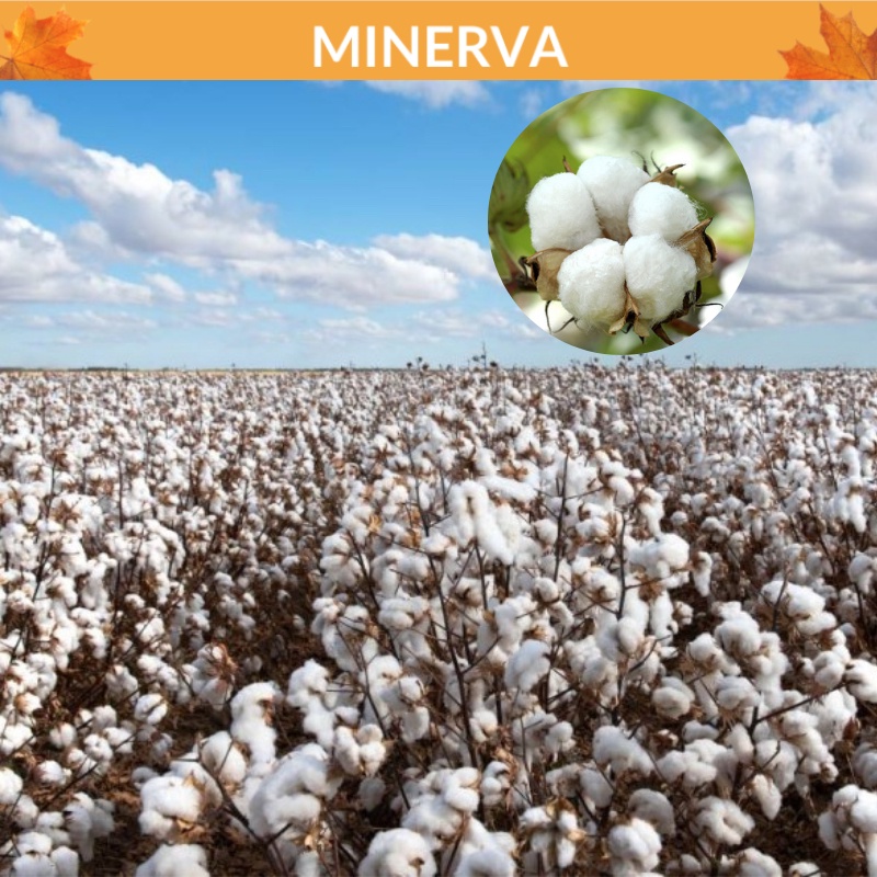 [TRANG TRÍ] Hoa bông gòn cotton cắm hoa khô , trang trí nhà cửa, phụ kiện chụp ảnh sản phẩm