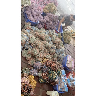 Combo 100 dây buộc tóc hoa cúc, phụ kiệ  tóc Hottrend [GIÁ SỐC]