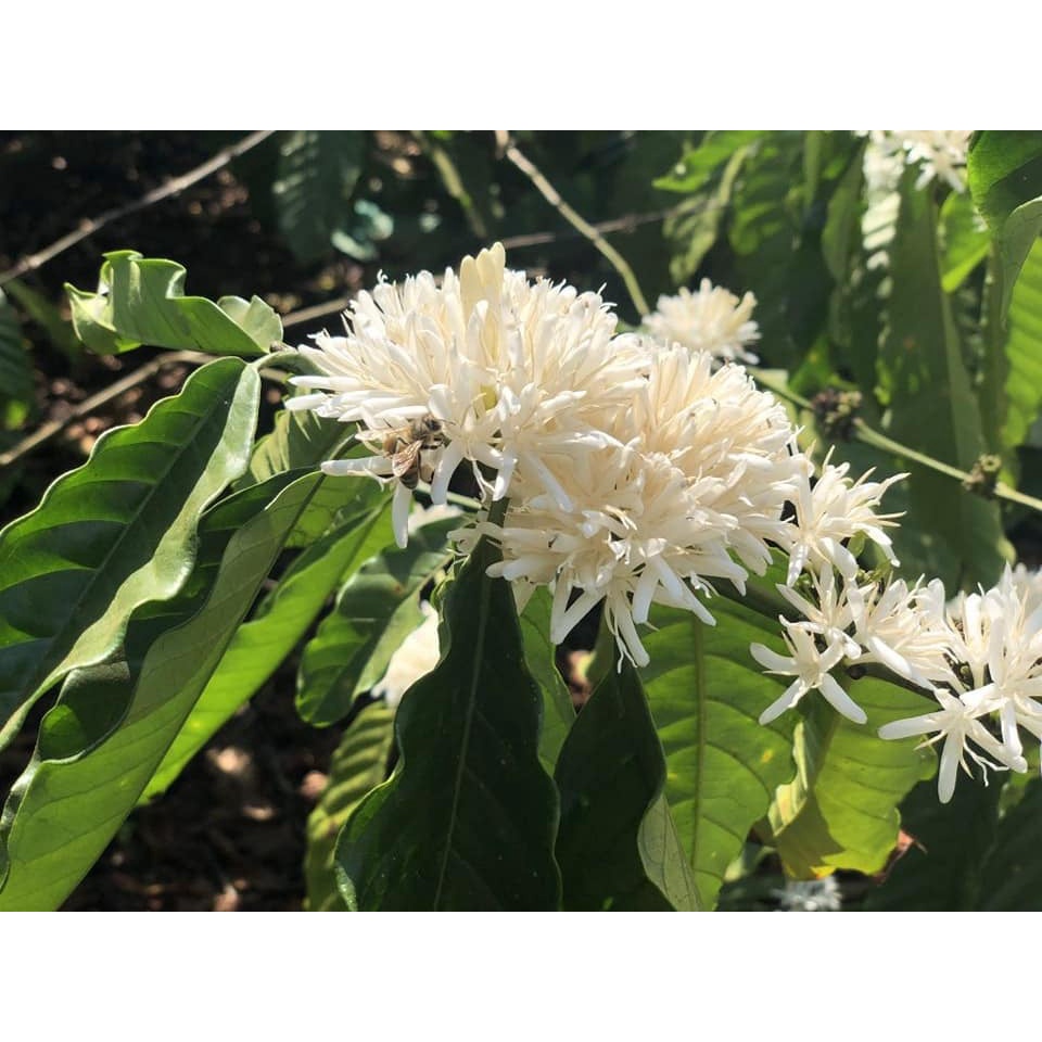 Mật ong hoa cà phê nguyên chất Tây Nguyên chai 1 lít