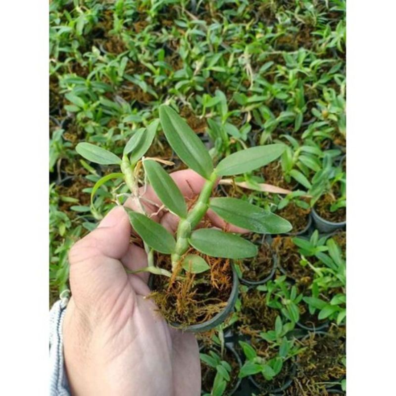 châu như lai trầm rồng đỏ
