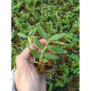 châu như lai trầm rồng đỏ
