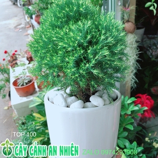 Chậu cây tùng bồng lai