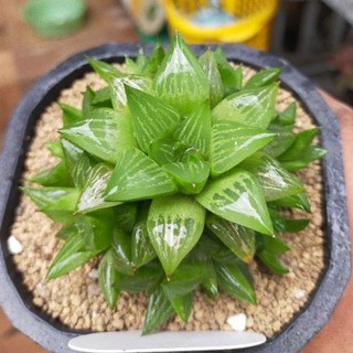 Haworthia Star Window size lớn