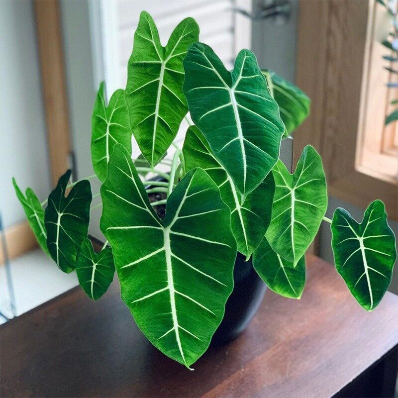 Cây Alocasia Frydek - Môn nhung - Cây khoẻ, nhiều lá