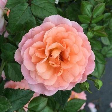 HẠT GIỐNG 20 HỒNG HOA SIÊU HOA Cây hoàn hảo Apricot Drift Rose Live Plant, 3 Gallon, Bao gồm Hướng dẫn Chăm sóc
