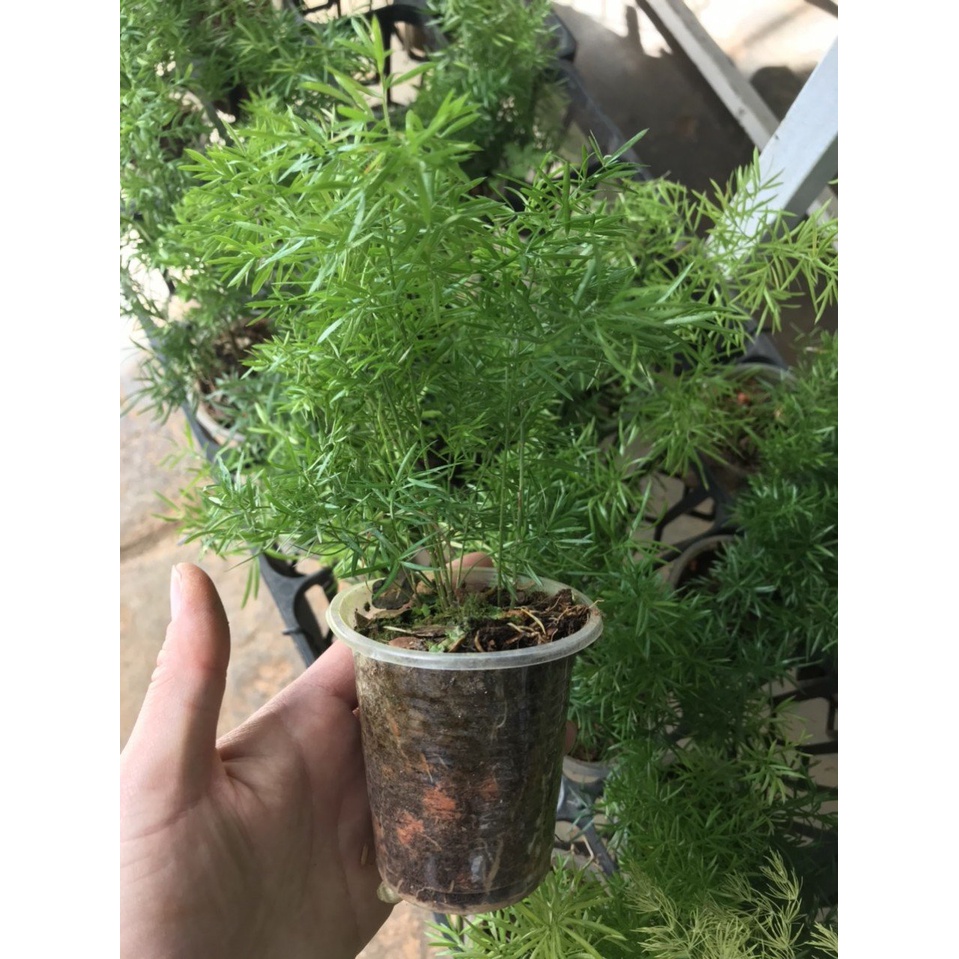 Đuôi chồn chậu ly - Asparagus Feathery fern