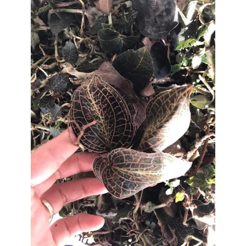 🍃🍃LAN KIM TUYẾN RỪNG 100gr🍀