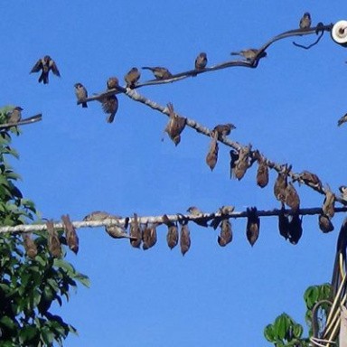 Sào bẫy Chim Treo lồng chim 3m 5m 6m 7m