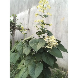 cây giống bạch đồng nữ