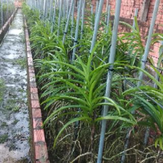 Hoa Lan Mokara Giống Thái Lan ( 10 cây đủ màu )