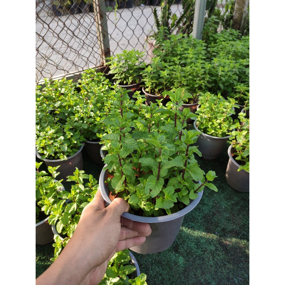 cây húng lũi bạc hà âu - húng lủi - rau thơm  tên khoa học Mentha crispa L.