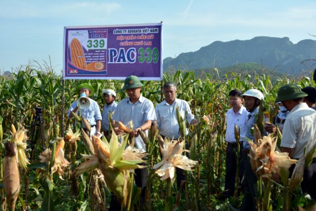 Hạt giống ngô lai đơn 339