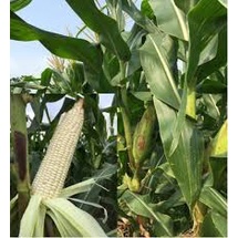 ( Gói 50 hạt ) Hạt giống ngô nếp bắp cao sản dễ trồng kháng bệnh tốt năng suất cao-Tổng kho hạt giống giá rẻ