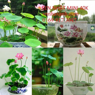 HẠT GIỐNG SEN MINI NHẬT BẢN