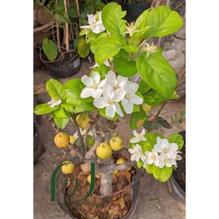 cây Cây Giống Cherry Vàng New Zealand.. 5 tháng cho trái  - Cây Giống Nhập Khẩu  - Cây Giống Nhập Khẩu