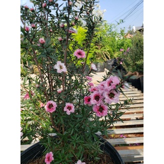 Cây Nhất Chi Mai(loại lớn.cao 80cm đến 90cm)