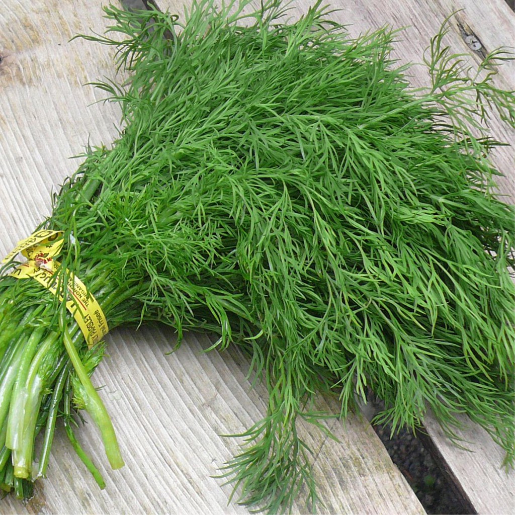 Hạt Giống Rau Thì Là Bốn Mùa Chịu Nhiệt  - Thơm, Bổ Dưỡng, Dễ Trồng - MUA 3 TẶNG 1 CÙNG LOẠI