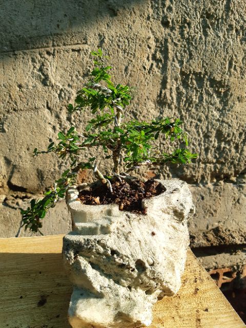 Linh sam bonsai HÒN NON BỘ
