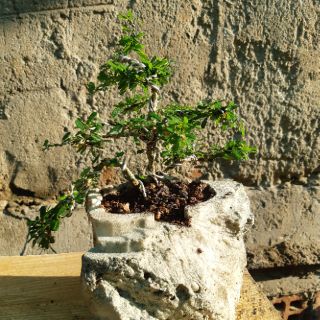 Linh sam bonsai HÒN NON BỘ