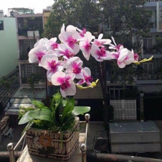 Cành lan hồ điệp 7bông