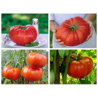 30 hạt giống cà chua khổng lồ 1,2 kg năng suất quả to