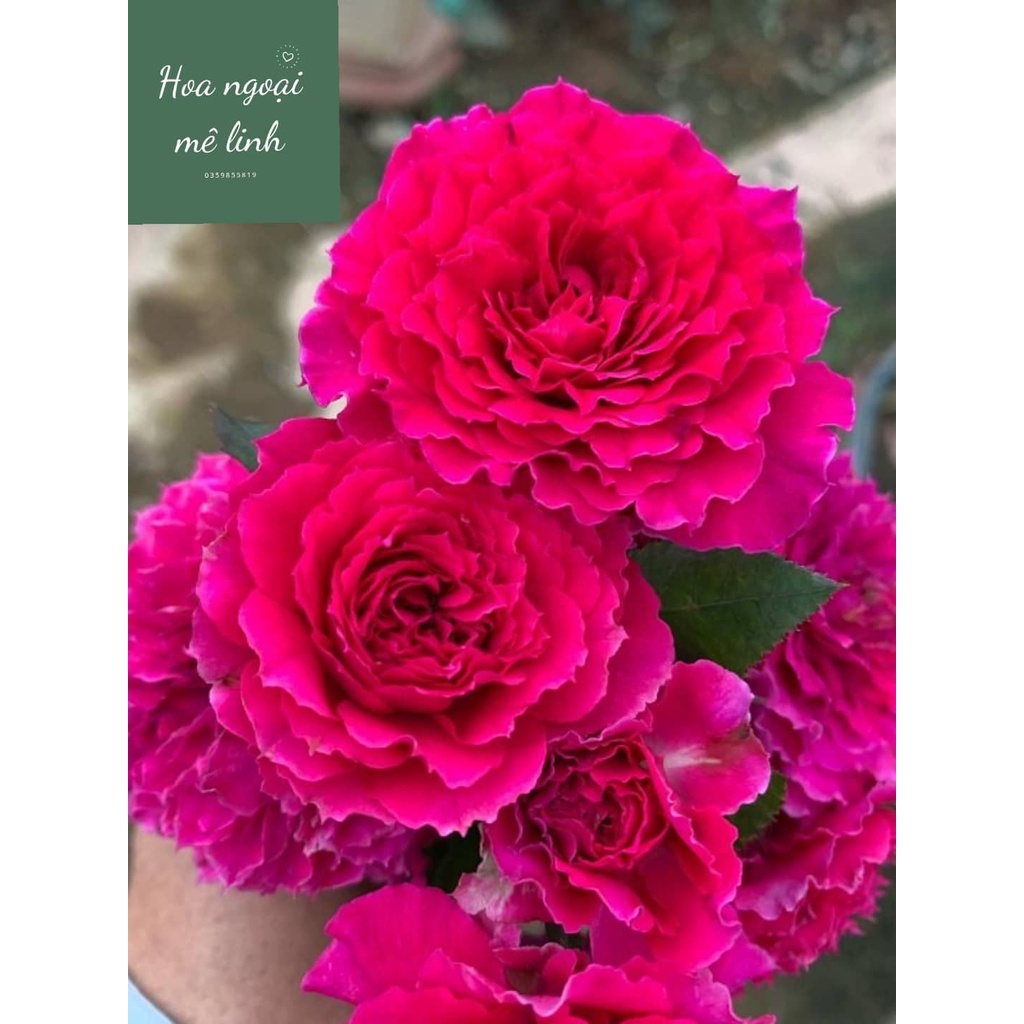 Hoa hồng ngoai Ramukan rose màu hồng đậm tuyệt đẹp -hoangoaimelinh