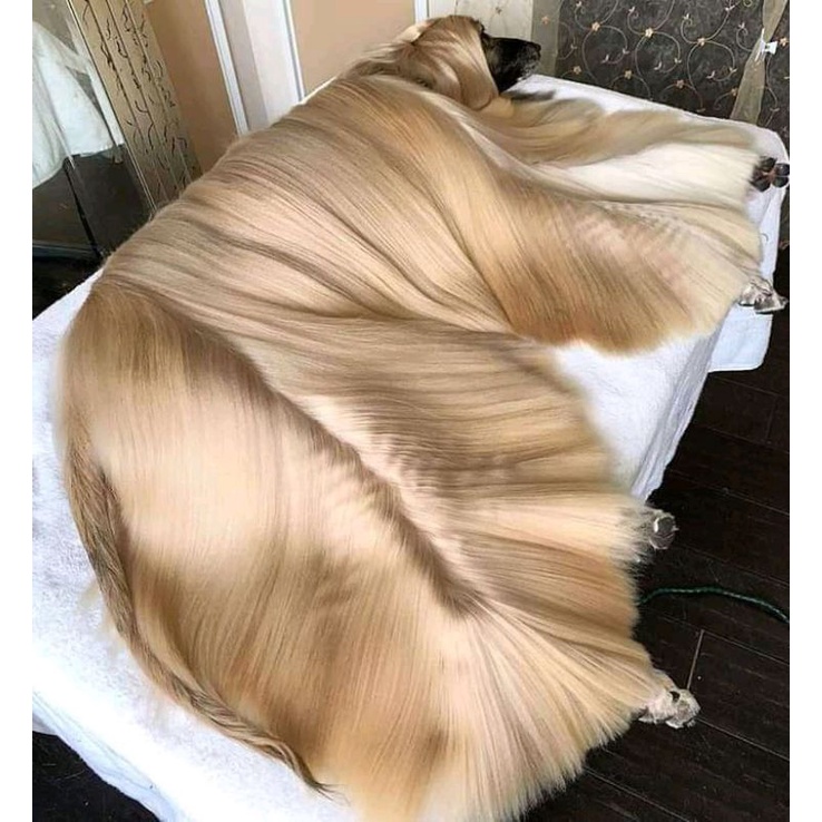 xe con chó cực đẹp 2 | BigBuy360 - bigbuy360.vn