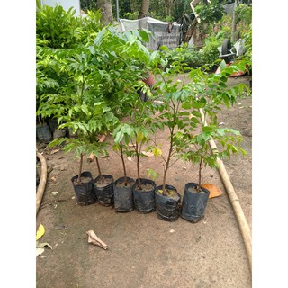 5 Cây gỗ lim cao 50cm