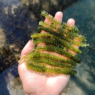 Rong Nho Khánh Hoà