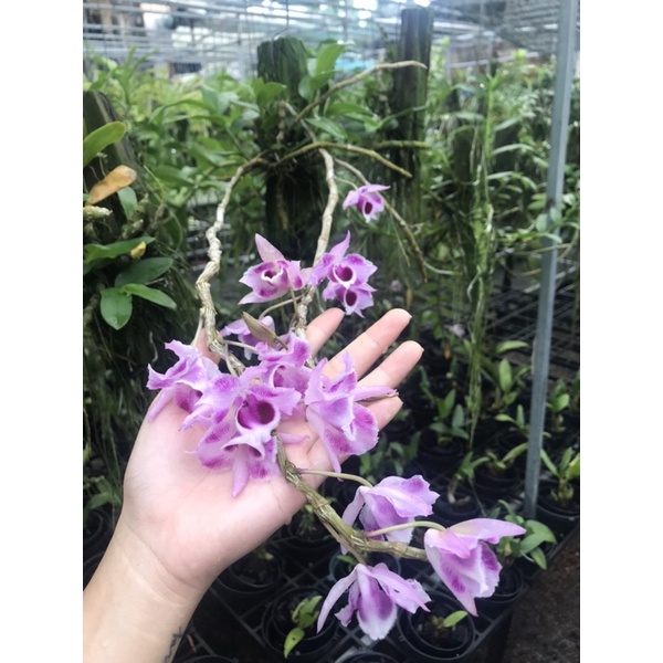 |SIÊU ĐẸP| Trầm 6 Mắt Thơm