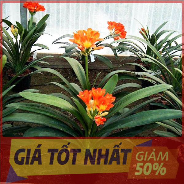 3 chậu LAN QUÂN TỬ, Chậu cây LAN QUÂN TỬ siêu lùn MINI, CÂY PHONG THỦY hoa đẹp, nhiều mặt hoa, cây y hình