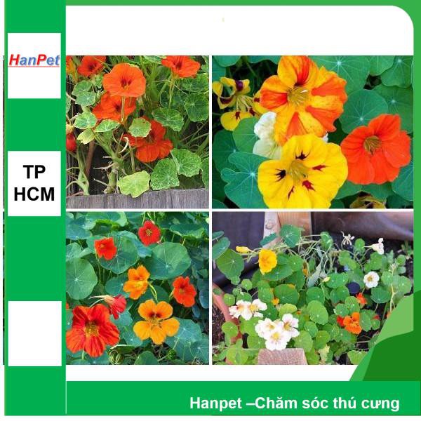 HCM-(HOA TRONG NHÀ) Hạt giống Hoa sen cạn (loại trồng trên cạn nhiều màu) Combo 15 hạt đủ màu -phù hợp khí hậu