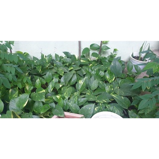 5 Cây giống trầu bà vằn