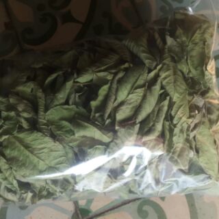 10 cây lá dong làm giống