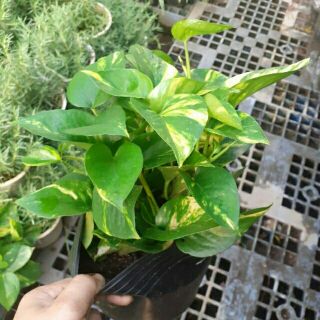 Trầu bà Cây phong thuỷ