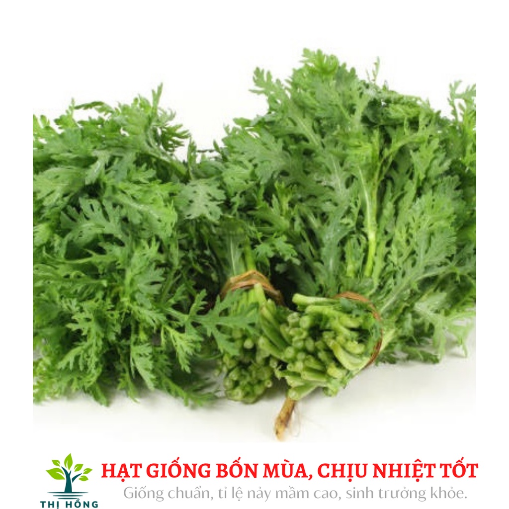 Hạt giống cải cúc tẻ cao sản 20g (thân cao, mùi rất thơm)