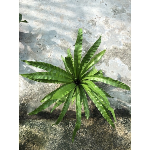 Cây ráng ổ phụng lớn