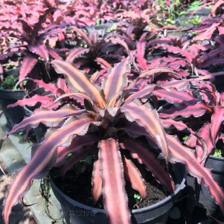 Dứa phụng No.1 (Cryptanthus bivittatus Pink)