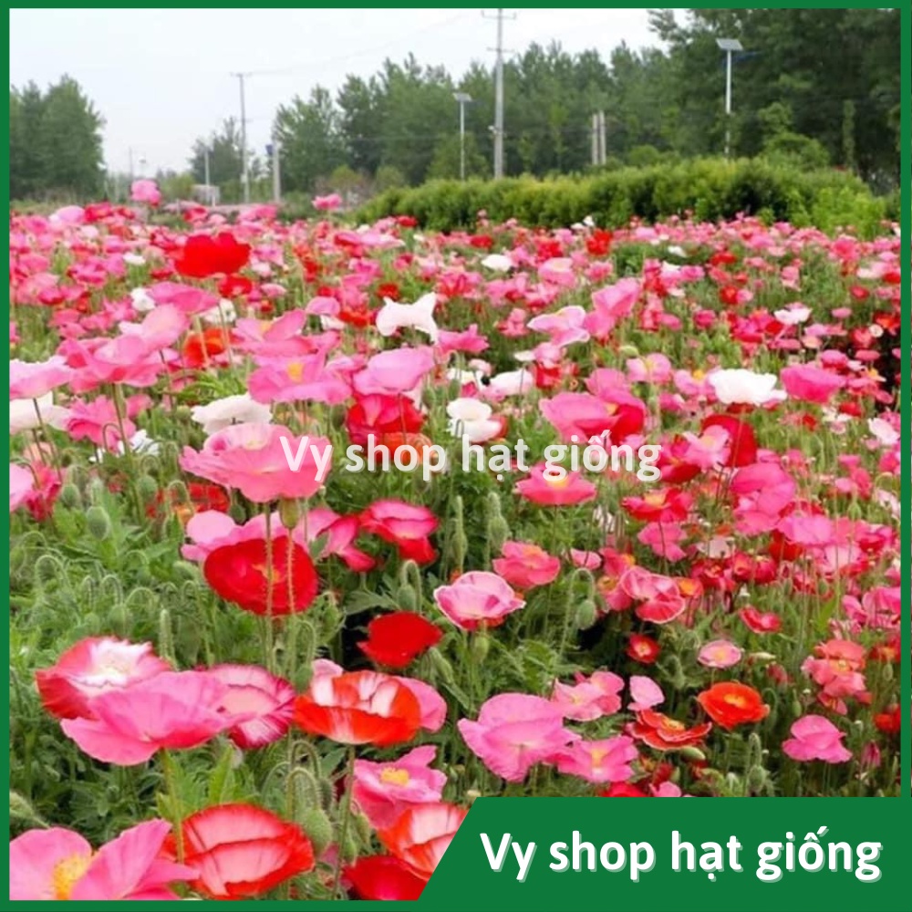 Hạt giống hoa kim anh - poppy gói 1000 hạt mix màu