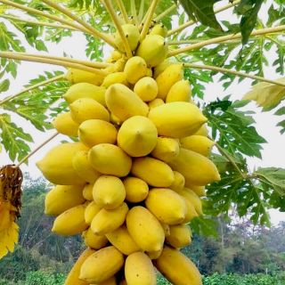 Cây giống đu đủ da vàng