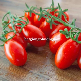 20h - hạt giống cà chua cherry đỏ