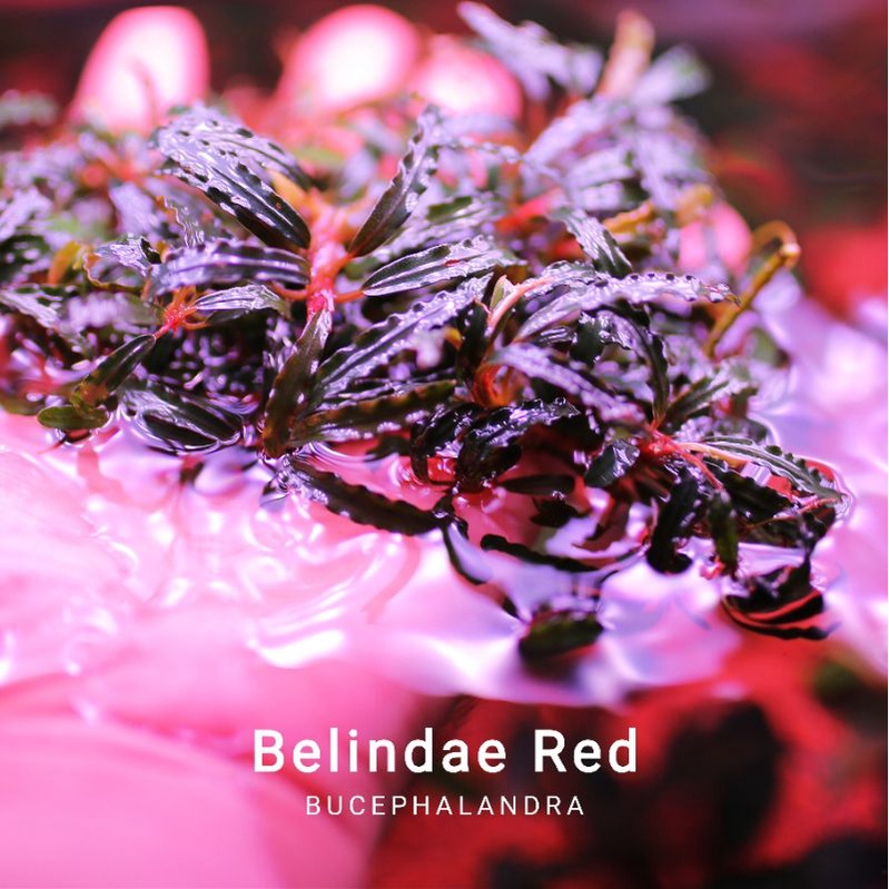 Bucep Belindae Red | Hàng bụi rất to | Cây thủy sinh lá cạn